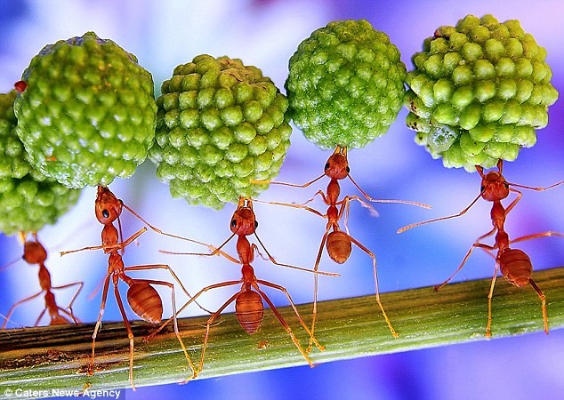 小蚂蚁搬食物的图片图片